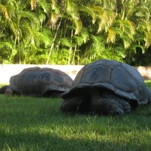 ALDABRA BREEDER