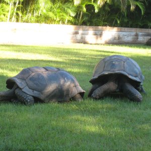 ALDABRA BREEDER