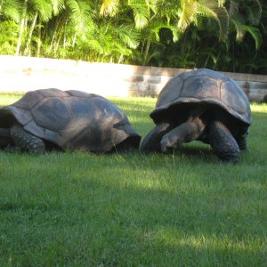 ALDABRA BREEDER