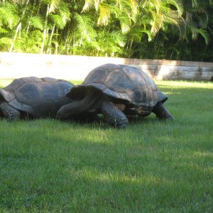 ALDABRA BREEDER