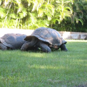 ALDABRA BREEDER