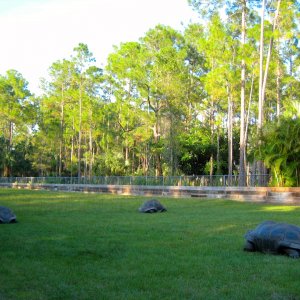 ALDABRA BREEDER