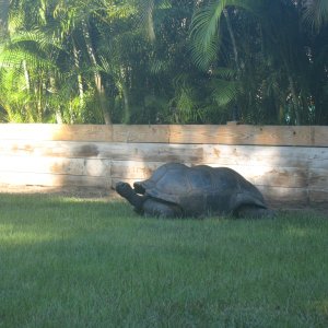 ALDABRA BREEDER