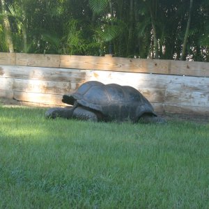 ALDABRA BREEDER