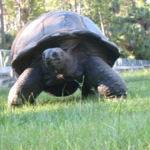ALDABRA BREEDER