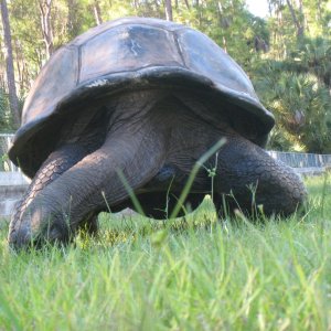 ALDABRA BREEDER