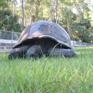 ALDABRA BREEDER