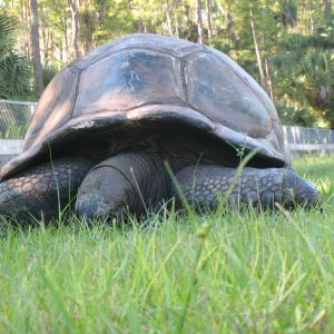 ALDABRA BREEDER