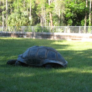 ALDABRA BREEDER