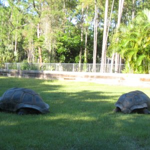 ALDABRA BREEDER