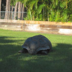 ALDABRA BREEDER