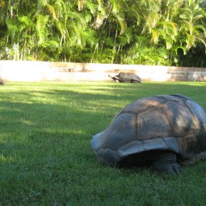 ALDABRA BREEDER