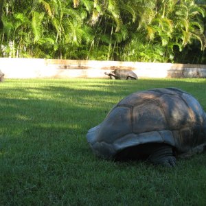 ALDABRA BREEDER