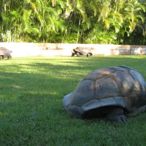 ALDABRA BREEDER