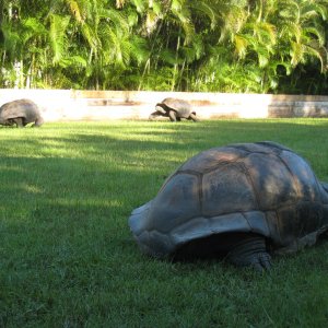 ALDABRA BREEDER