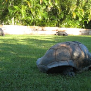 ALDABRA BREEDER