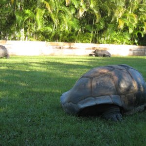 ALDABRA BREEDER