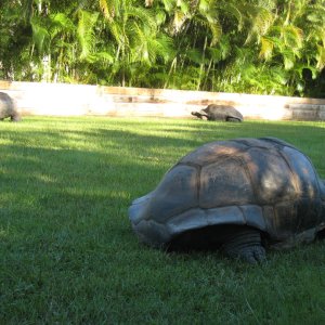 ALDABRA BREEDER