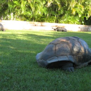 ALDABRA BREEDER