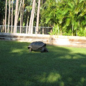 ALDABRA BREEDER