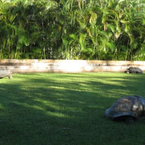 ALDABRA BREEDER