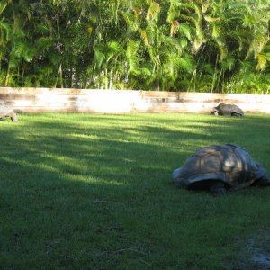 ALDABRA BREEDER