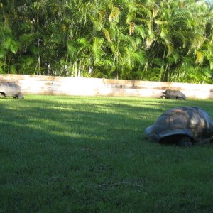 ALDABRA BREEDER