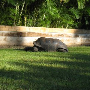 ALDABRA BREEDER