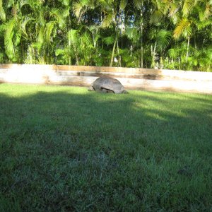 ALDABRA BREEDER