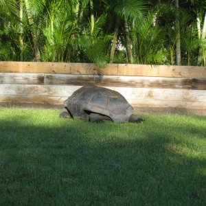 ALDABRA BREEDER