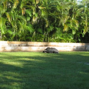 ALDABRA BREEDER