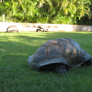 ALDABRA BREEDER