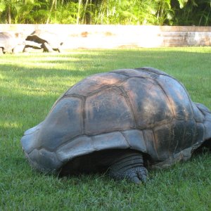 ALDABRA BREEDER