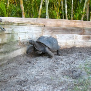 ALDABRA BREEDER