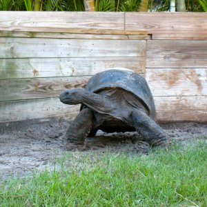 ALDABRA BREEDER
