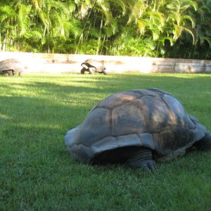 ALDABRA BREEDER