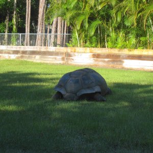 ALDABRA BREEDER