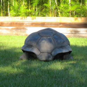 ALDABRA BREEDER