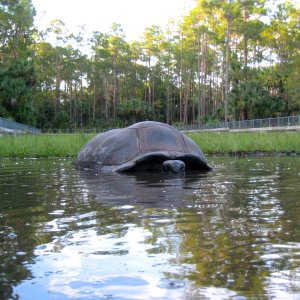 ALDABRA BREEDER