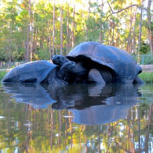 ALDABRA BREEDER