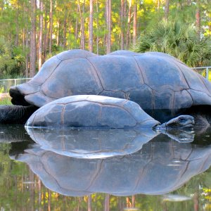 ALDABRA BREEDER