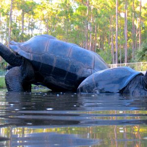 ALDABRA BREEDER