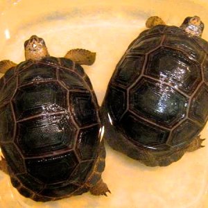 ALDABRA BREEDER