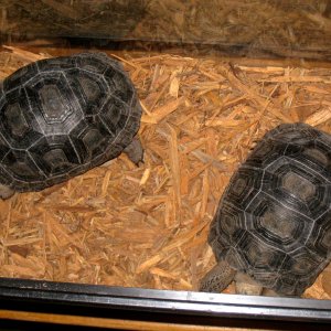 ALDABRA BREEDER