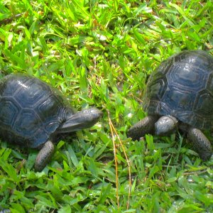 ALDABRA BREEDER