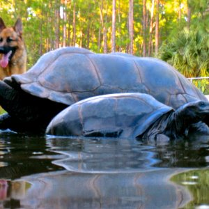 ALDABRA BREEDER
