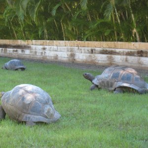 ALDABRA BREEDER