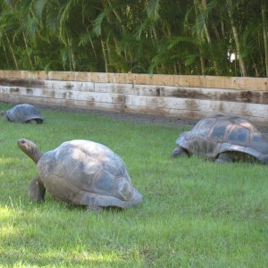 ALDABRA BREEDER