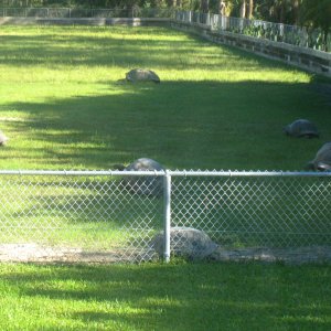 ALDABRA BREEDER