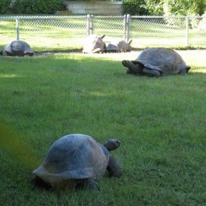 ALDABRA BREEDER